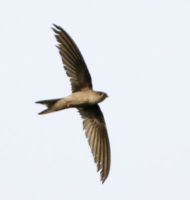 Asian Palm Swift