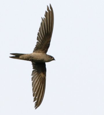 Asian Palm Swift