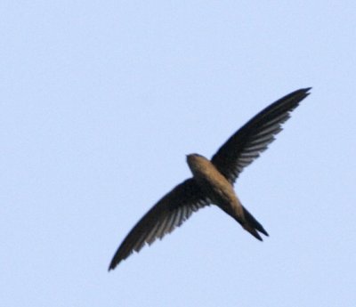 Asian Palm Swift