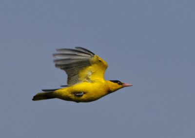 Black-naped Oriole  (adult)