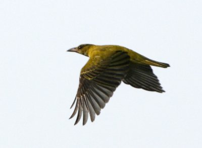 Black-naped Oriole  (juvenile)