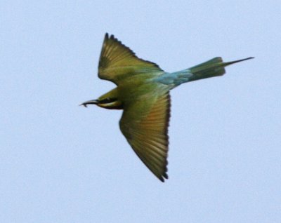 Blue-tailed Bee-eater
