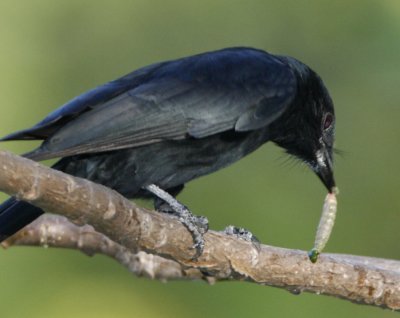 Black Drongo with insect