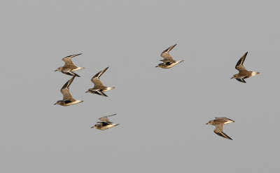 Lesser Sandplover