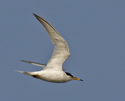 Little Tern (adult breeding)