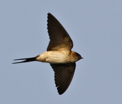 Red-rumped Swallow