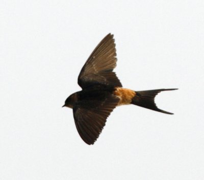 Red-rumped Swallow