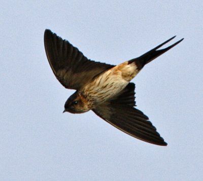 Red-rumped Swallow