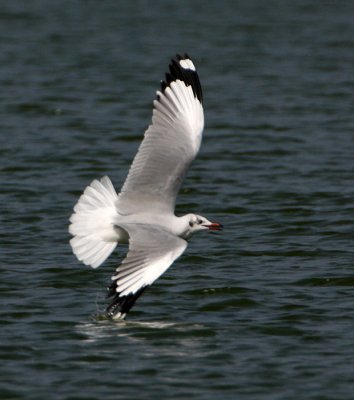Brown-headed Gull