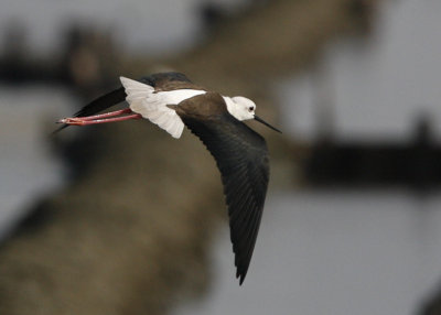 Black-winged Stilt