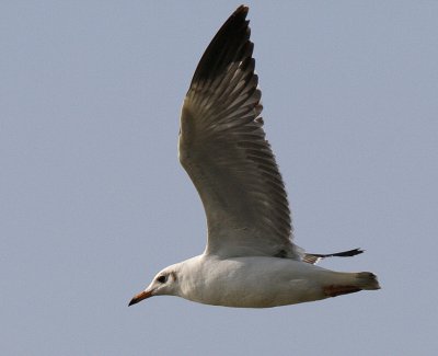 Brown-headed Gull