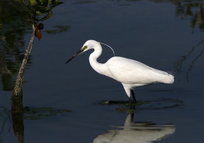 Little Egret (breeding)
