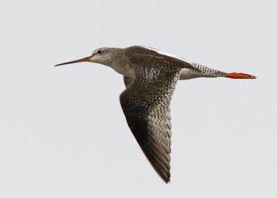 Spotted Redshank