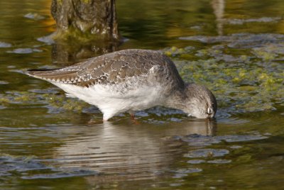 Spotted Redshank