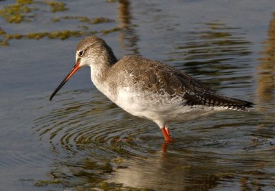 Spotted Redshank