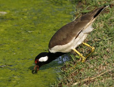 Red-wattled Lapwing