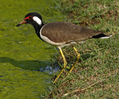::Red-wattled Lapwing::