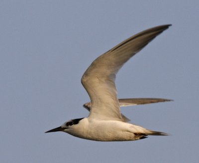 Common Tern