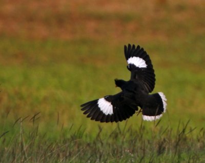 White-vented Myna