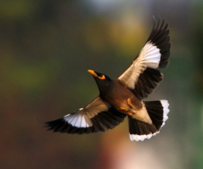 Common Myna