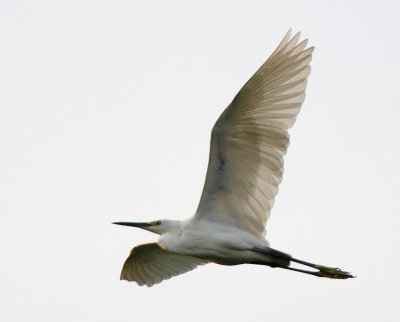 Little Egret