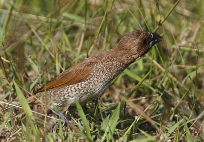 Scaly-brested Munia