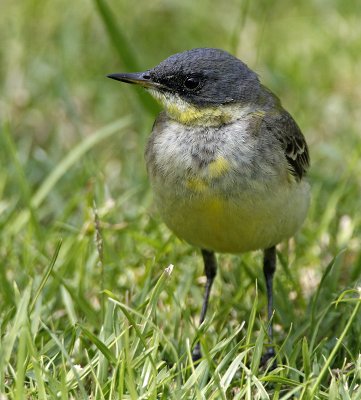 Yellow Wagtail