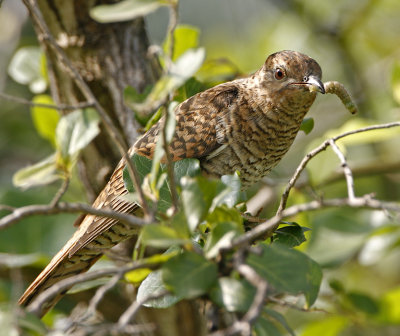 Plaintive Cuckoo (female)