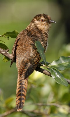 058 - Plaintive Cuckoo (female)