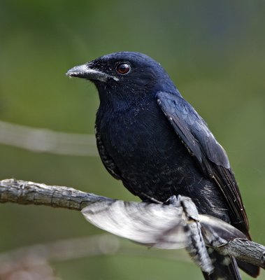 Black Drongo