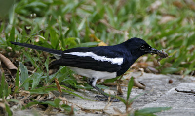 Oriental Magpie Robin (male)