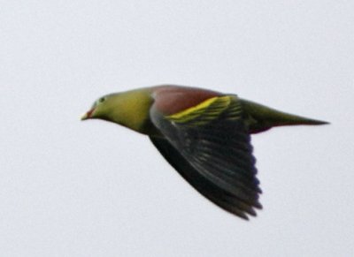 ::Thick-billed Green Pigeon::