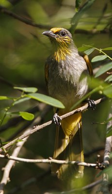 Stripe-throated Bulbul
