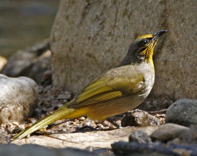 Stripe-throated Bulbul