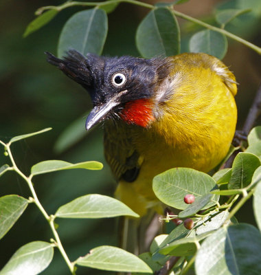 Black-crested Bulbul