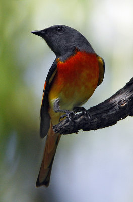 Small Minivet (male)