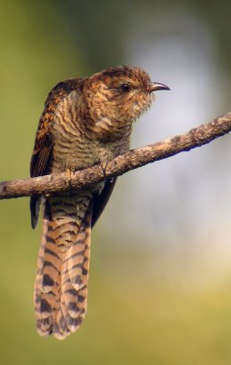 Plaintive Cuckoo (female)