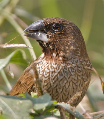 Scaly-breasted Munia