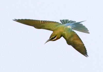 ::Blue-tailed Bee-eater::
