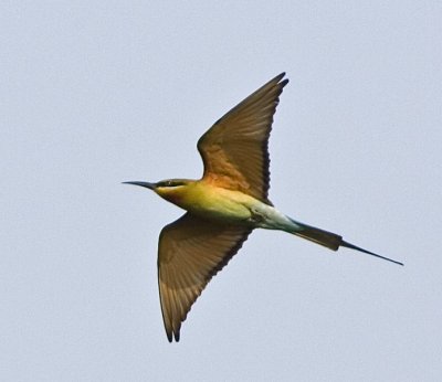 Blue-tailed Bee-eater