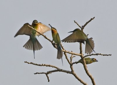 Blue-tailed Bee-eater