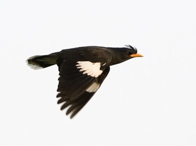White-vented Myna