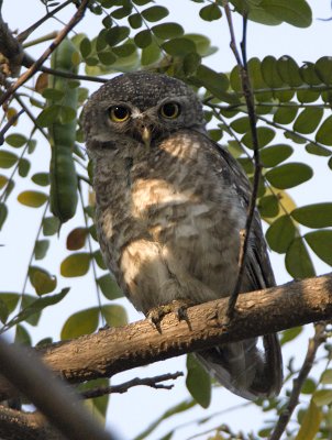 Spotted Owlet