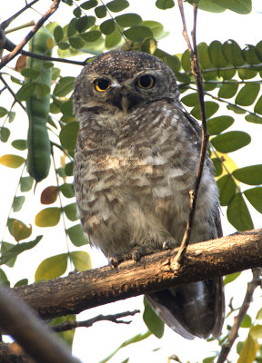 ::Spotted Owlet::