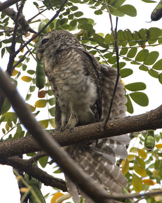 Spotted Owlet