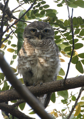 Spotted Owlet