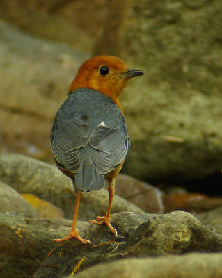 Orange-headed Trush