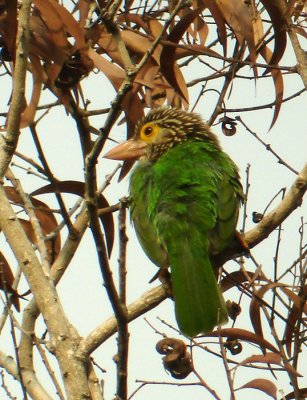 Lineated Barbet