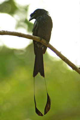 Greater Racket-tailed Drongo