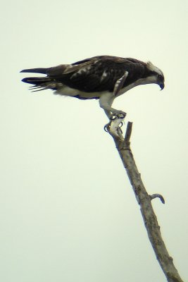 Osprey